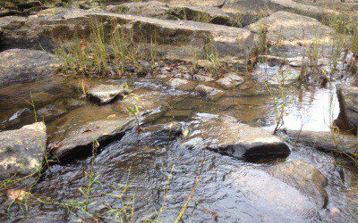 Preserve the Eno River now!