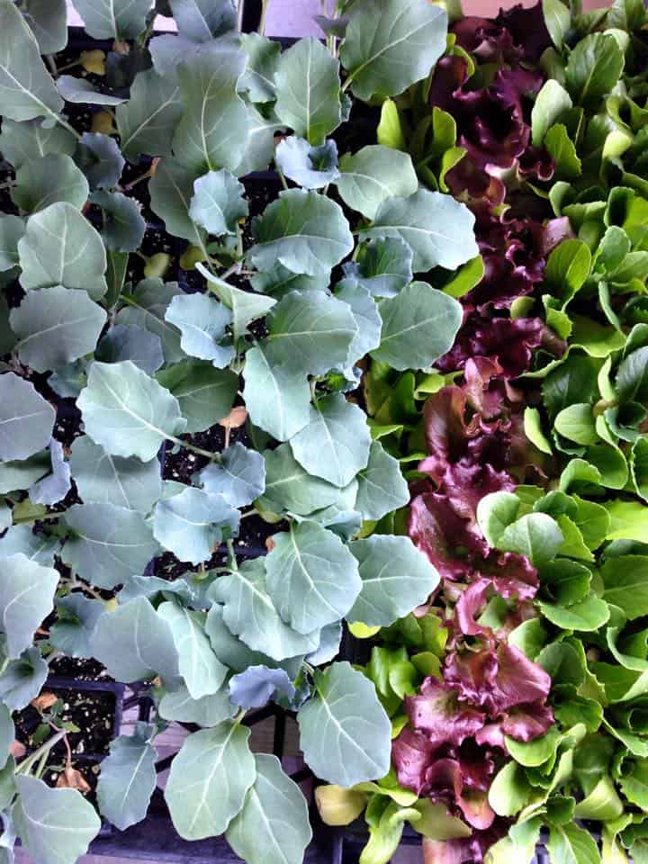 Vegetarian Cookbooks