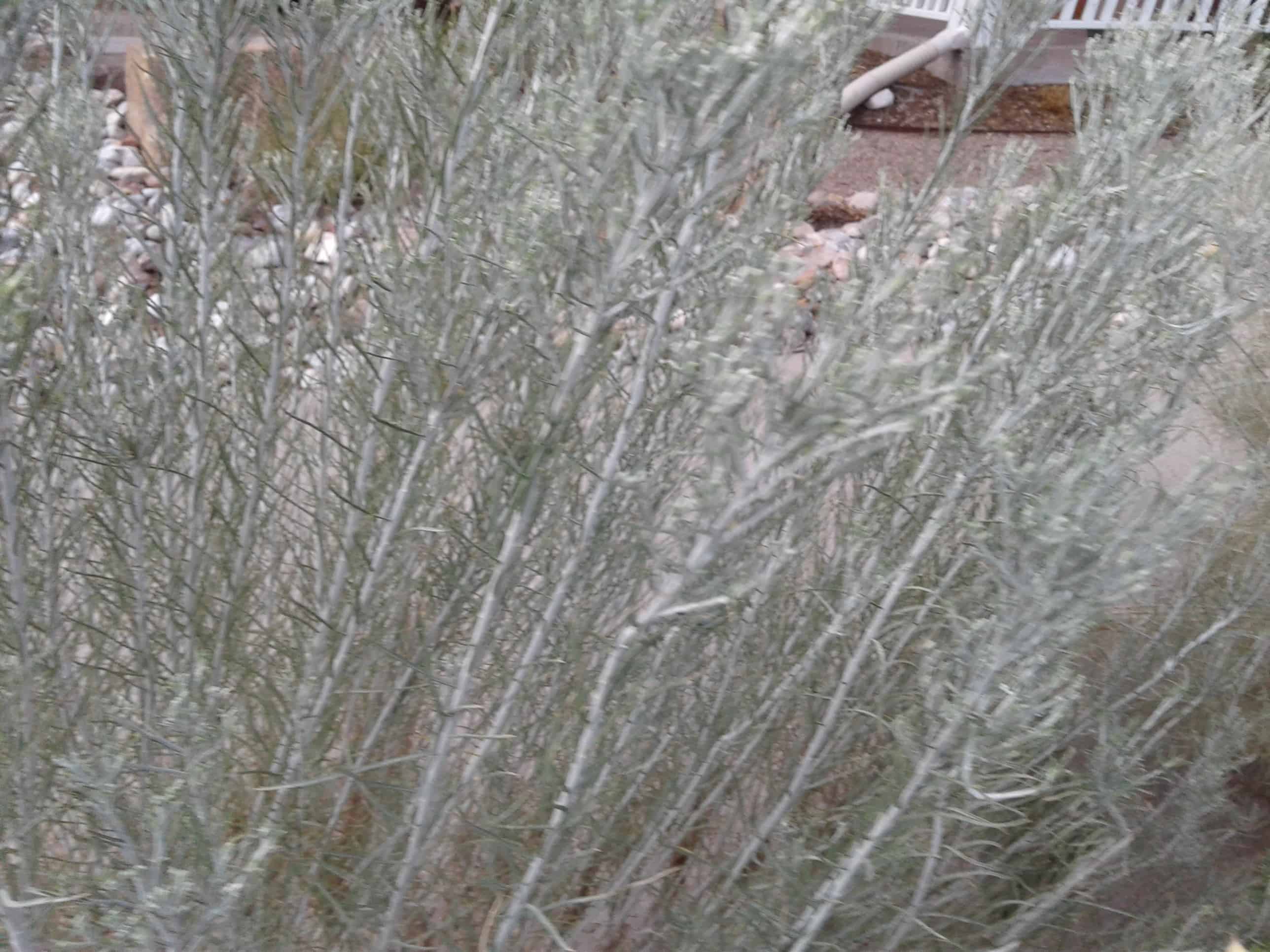 A Walk back from Old Town, ABQ Neighborhoods