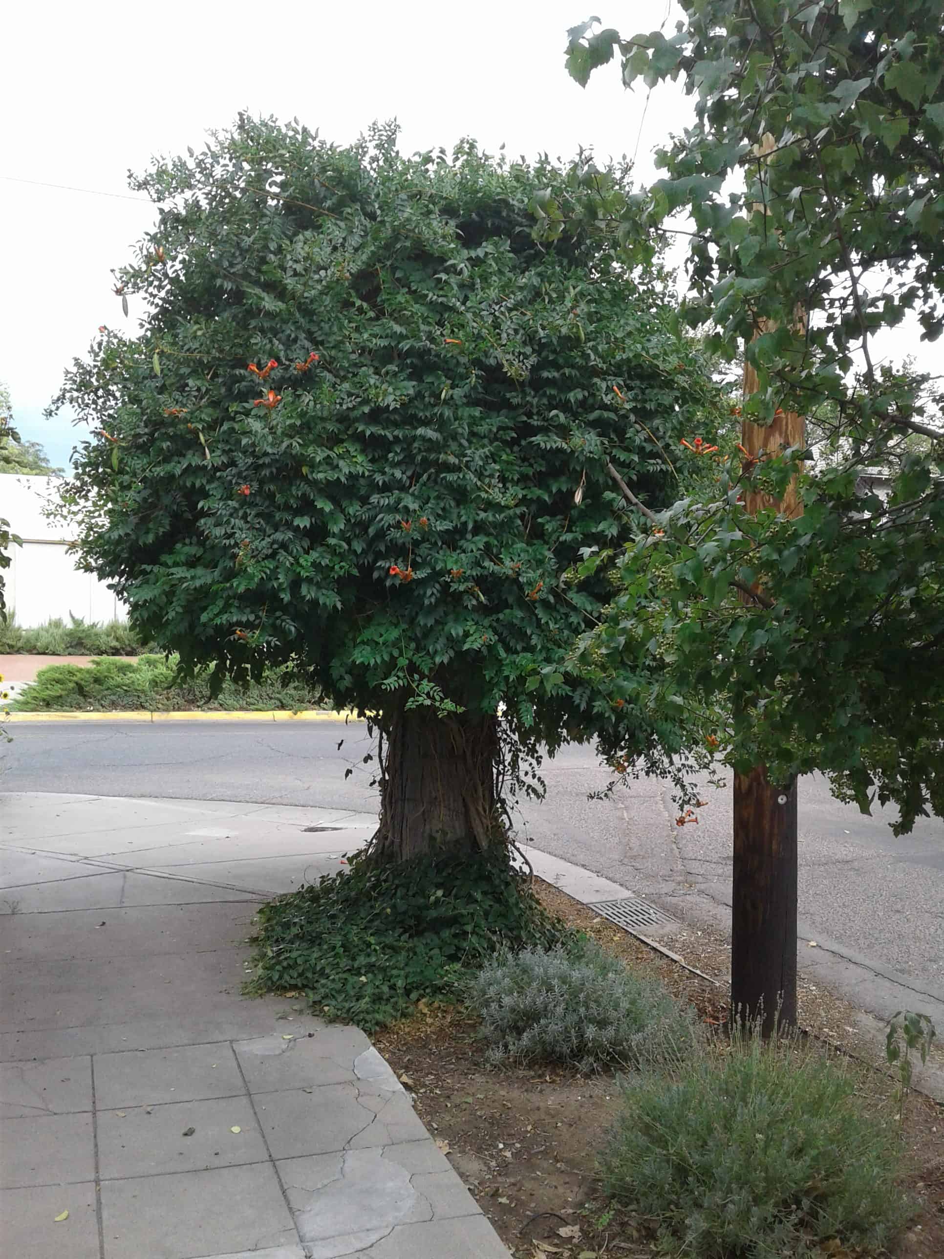 This Tree