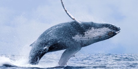 Whale Breach