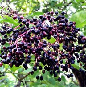 Fake News sites impact?