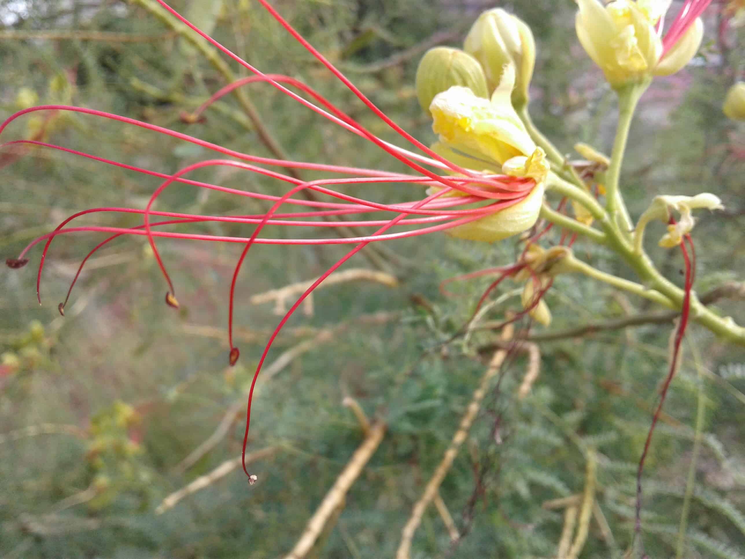 Multi-potentiality the creative Perspective