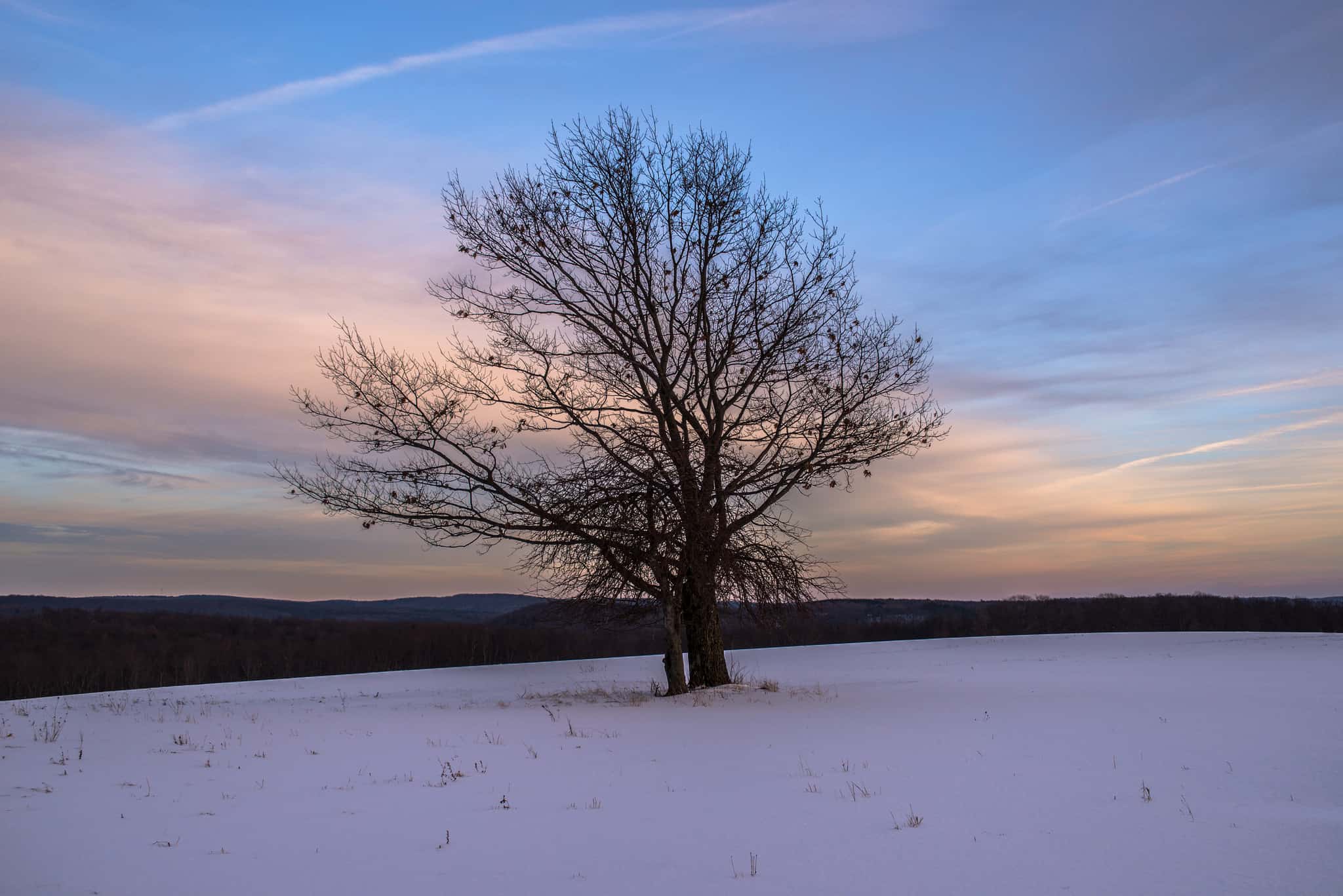 Do Trees Communicate?