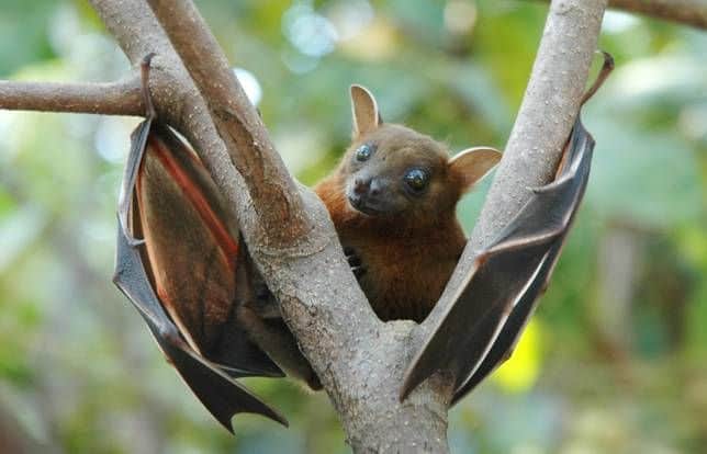 Bats are Terrifying: Here’s Proof