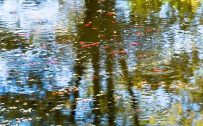 Now a One Minute of Meditation.