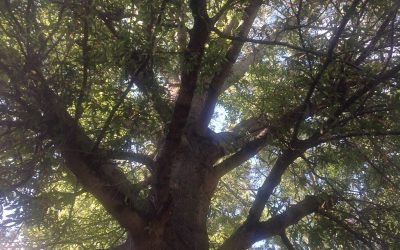 Durham Fall 2017 photo essay