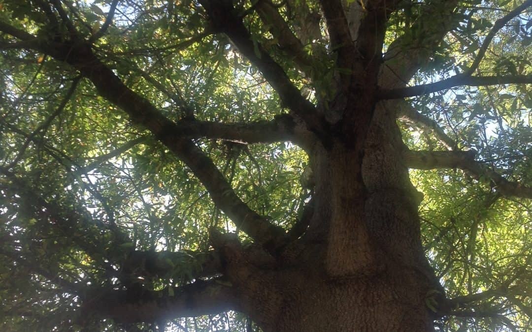 A Walk in the Woods with Johnny