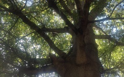 A Walk in the Woods with Johnny