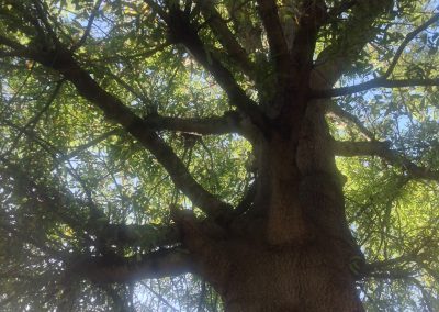 Oak Tree at 1217 West Murray Avenue