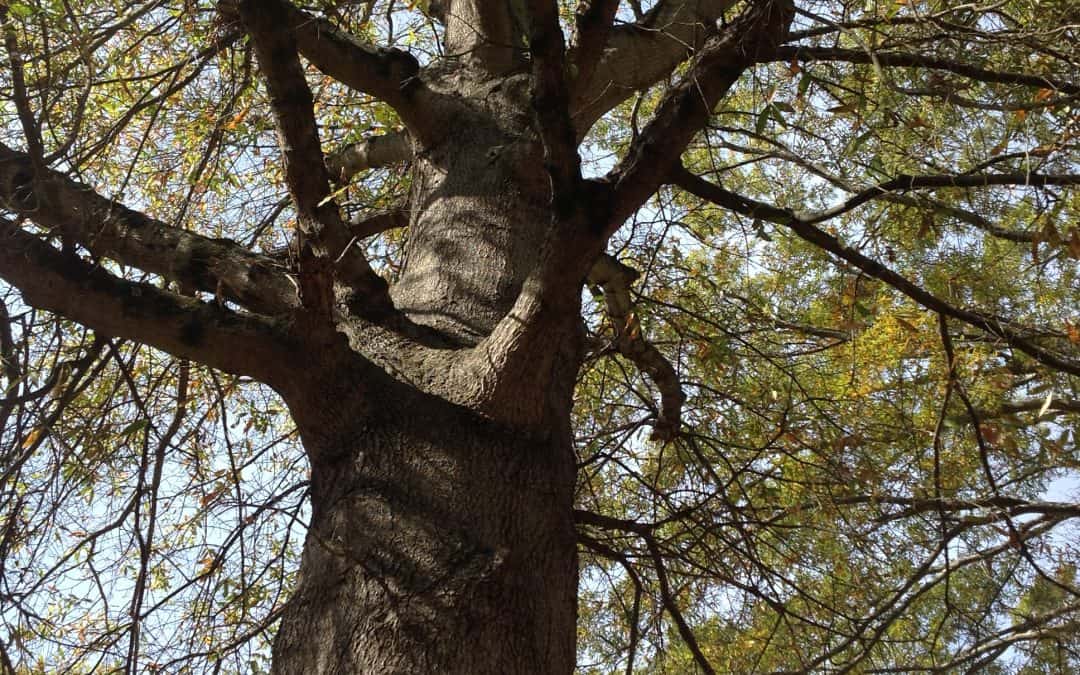Oak canopy study in 4