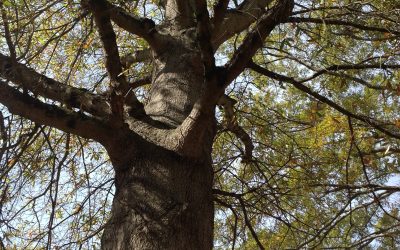 Oak canopy study in 4