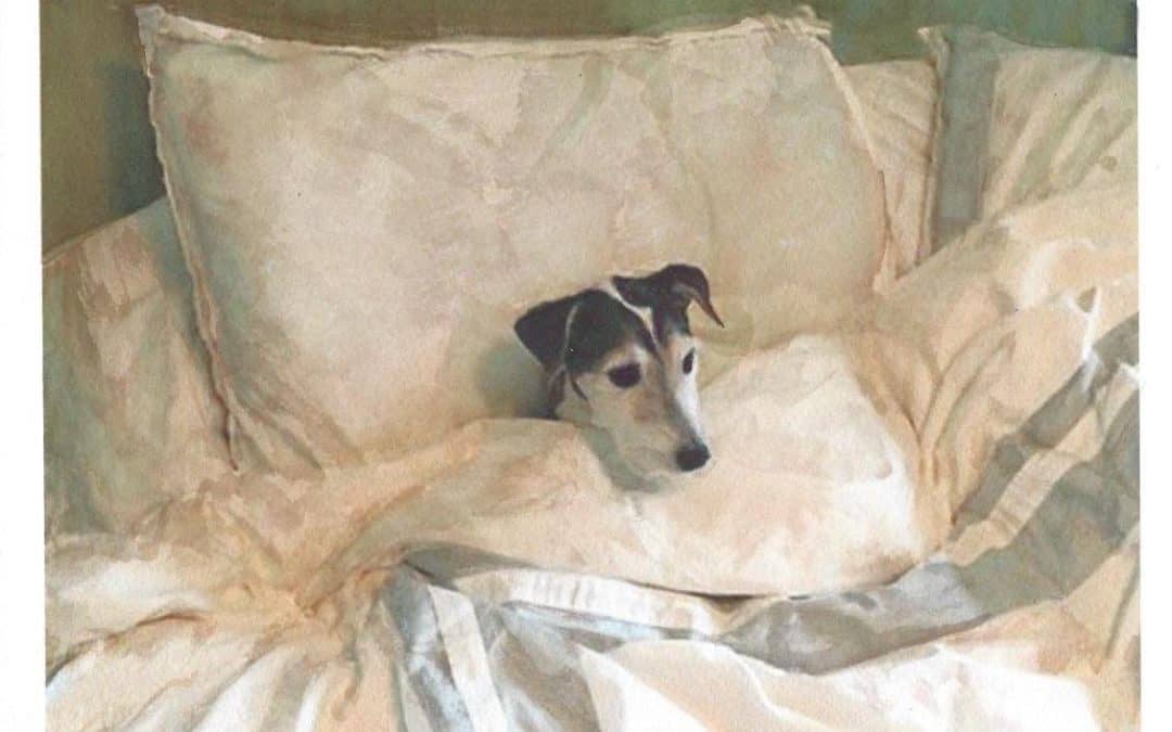 Dog Friendly Durham establishments