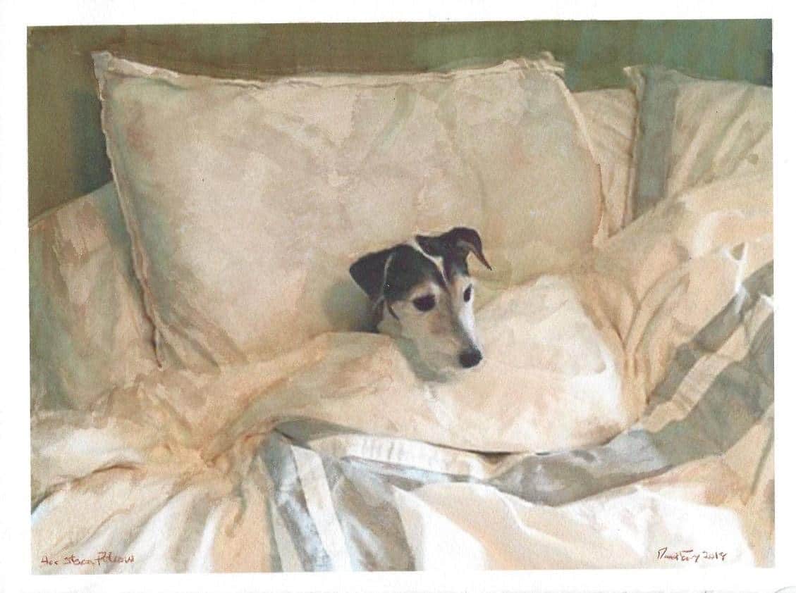 Dog Friendly Durham establishments