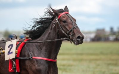 The Truth about Horse Racing