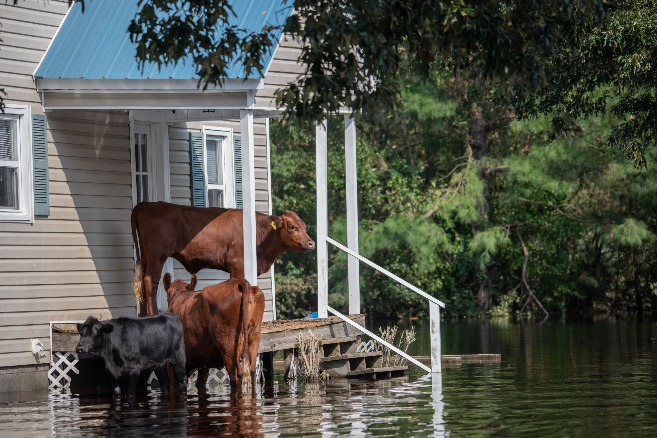 Cows who survived Hurricane Florence, stranded on a porch, surrounded by flood waters. North Carolina, USA. Explore and use 15,000 more royalty-free photos and video of animals at weanimalsmedia.org