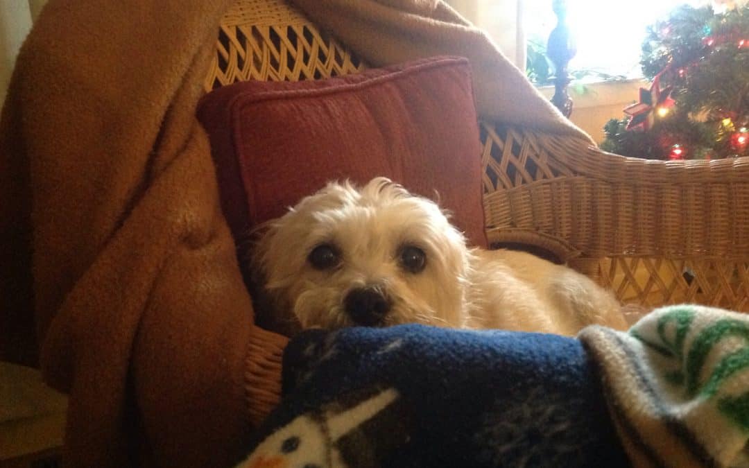 My Left Footed Buddhist Journey