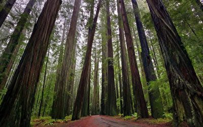 Shamanic Journeying with Trees The Spiritual Sentinels Who Stand Amongst Us-Still Time to sign up!