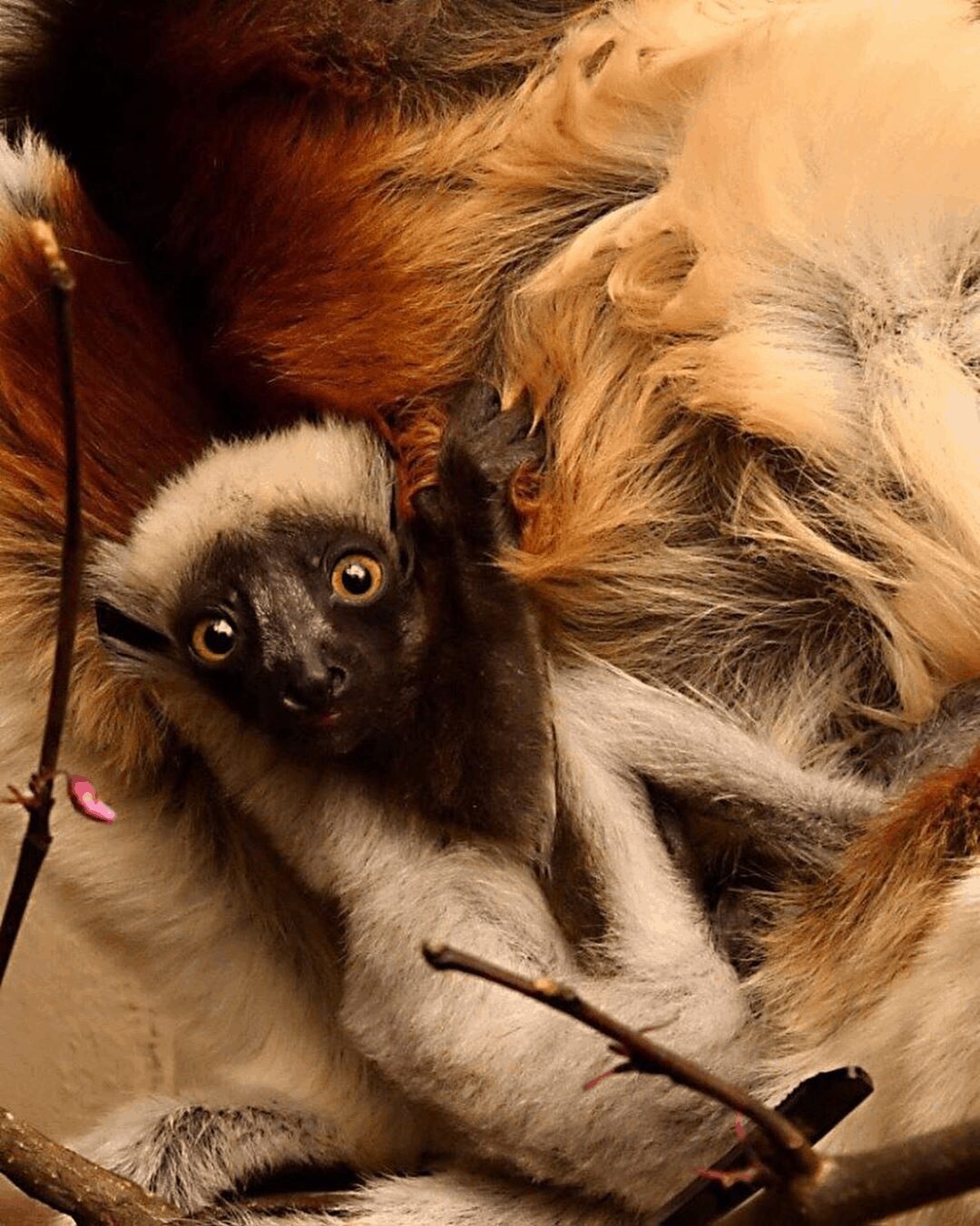 baby Lemur Newborn Lemur Duke Lemur Center