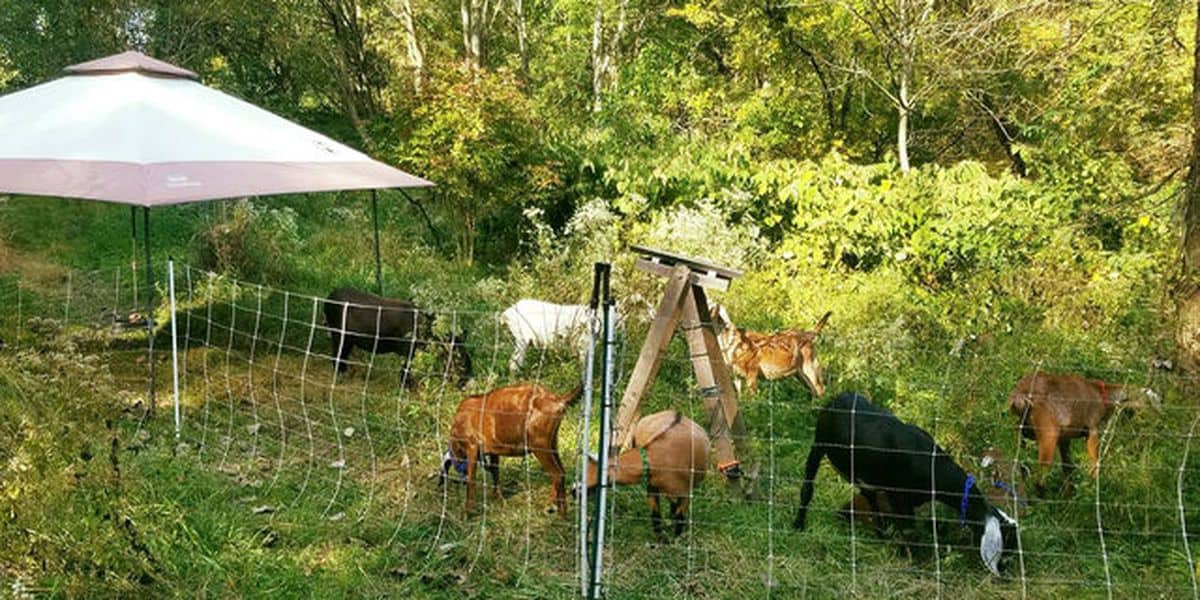 Goats contribute to healthy soil and ecosystems overall