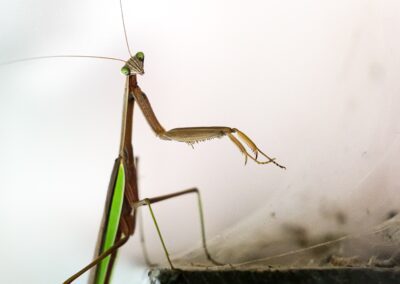 ben-eubank-dark green praying mantis-unsplash