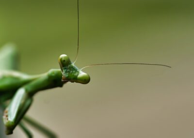 clint-patterson-eye view super close Praying Mantis-unsplash