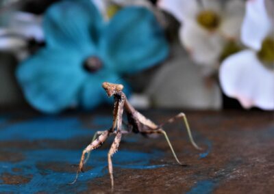 joshua-charles-praying mantis up close dark mottled green-unsplash