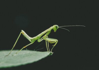peek_a_boo-Praying Mantis poised on edge of leaf_KE-unsplash