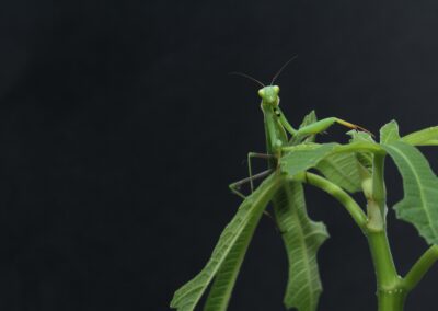 zoran-ozetski-Praying Mantis light green on light green branch-unsplash