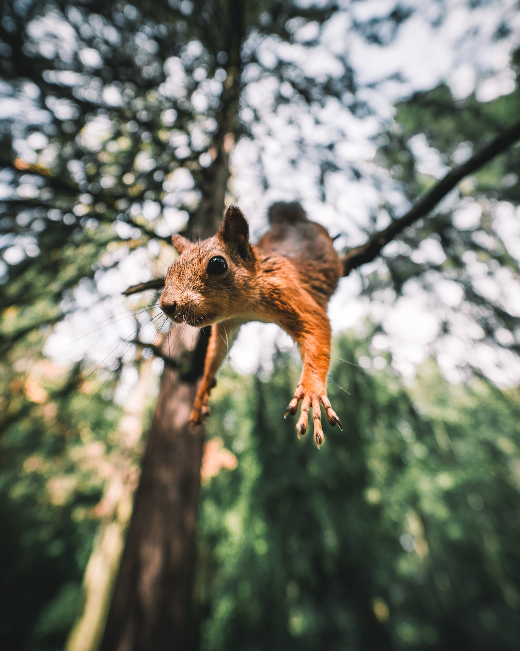 andrey-svistunov-Squirrel in mid launch up close-unsplash