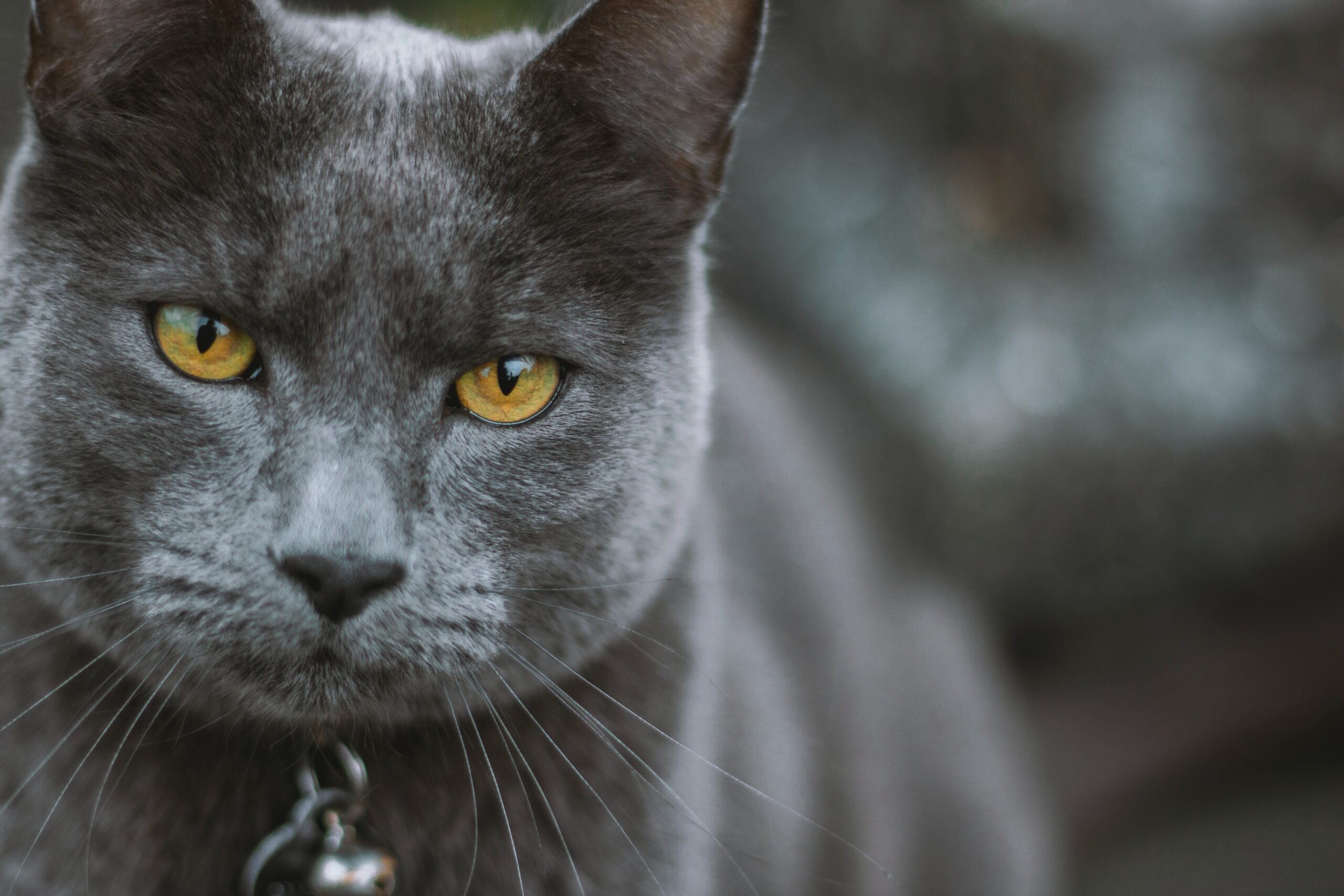 Grey Cat 