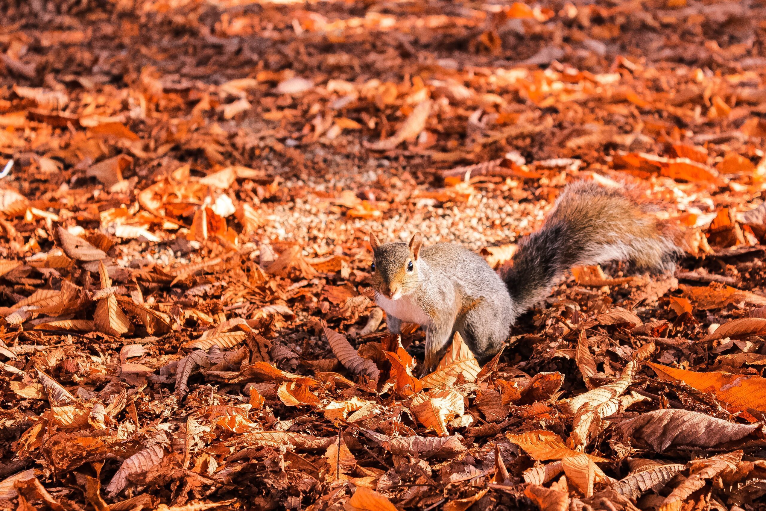 federico-tasin-Squirell in leave pile-unsplash