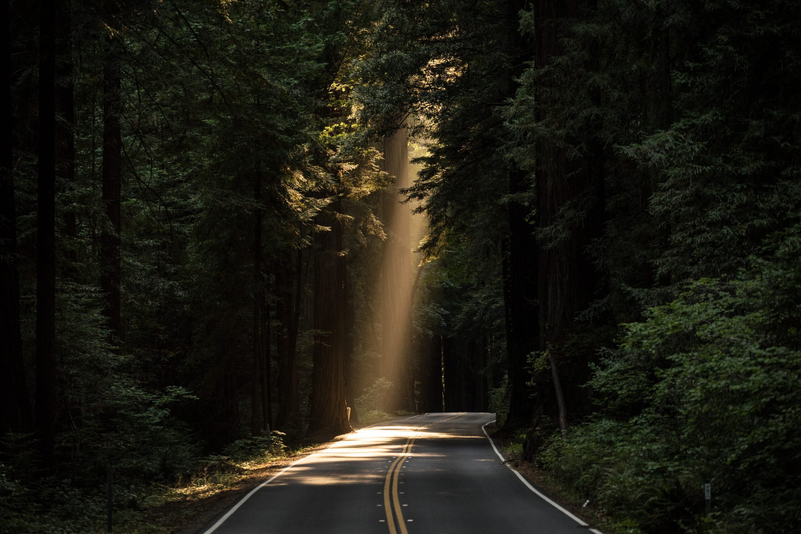 john-towner-Tree lined Country Road li-unsplash