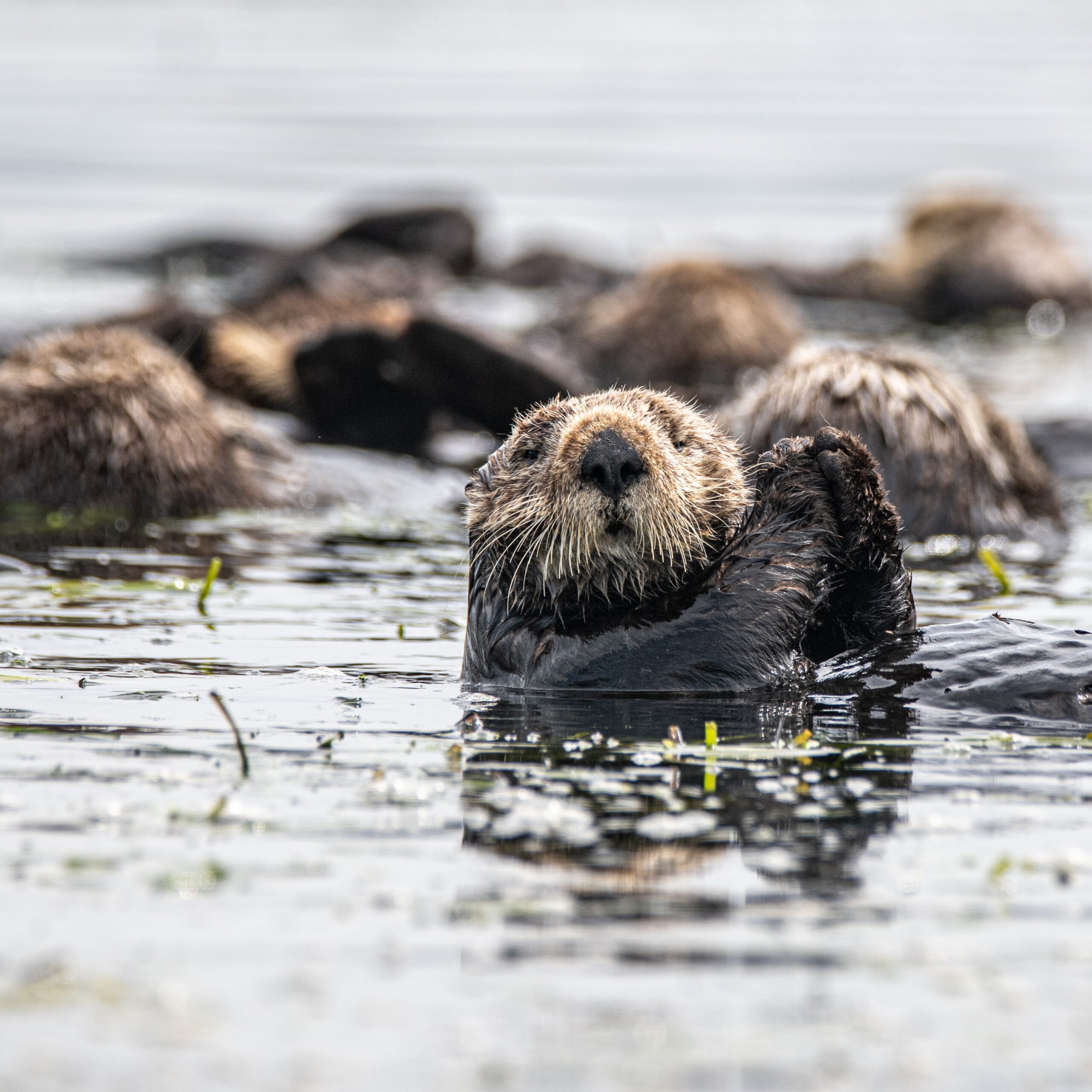sea otters