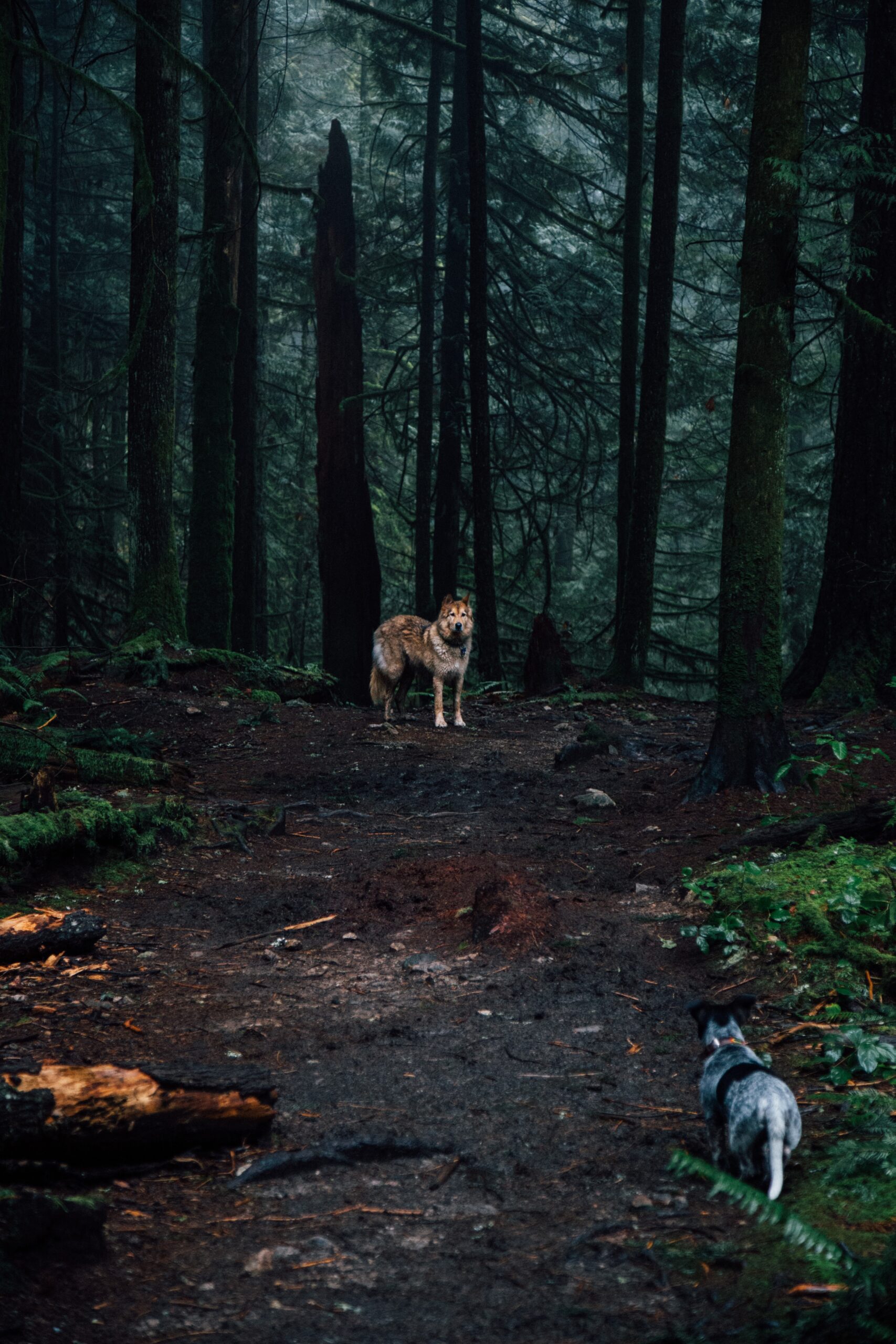 gabrielle-mustapich-Small dog meets wolf in Woods standoof and curious-unsplash