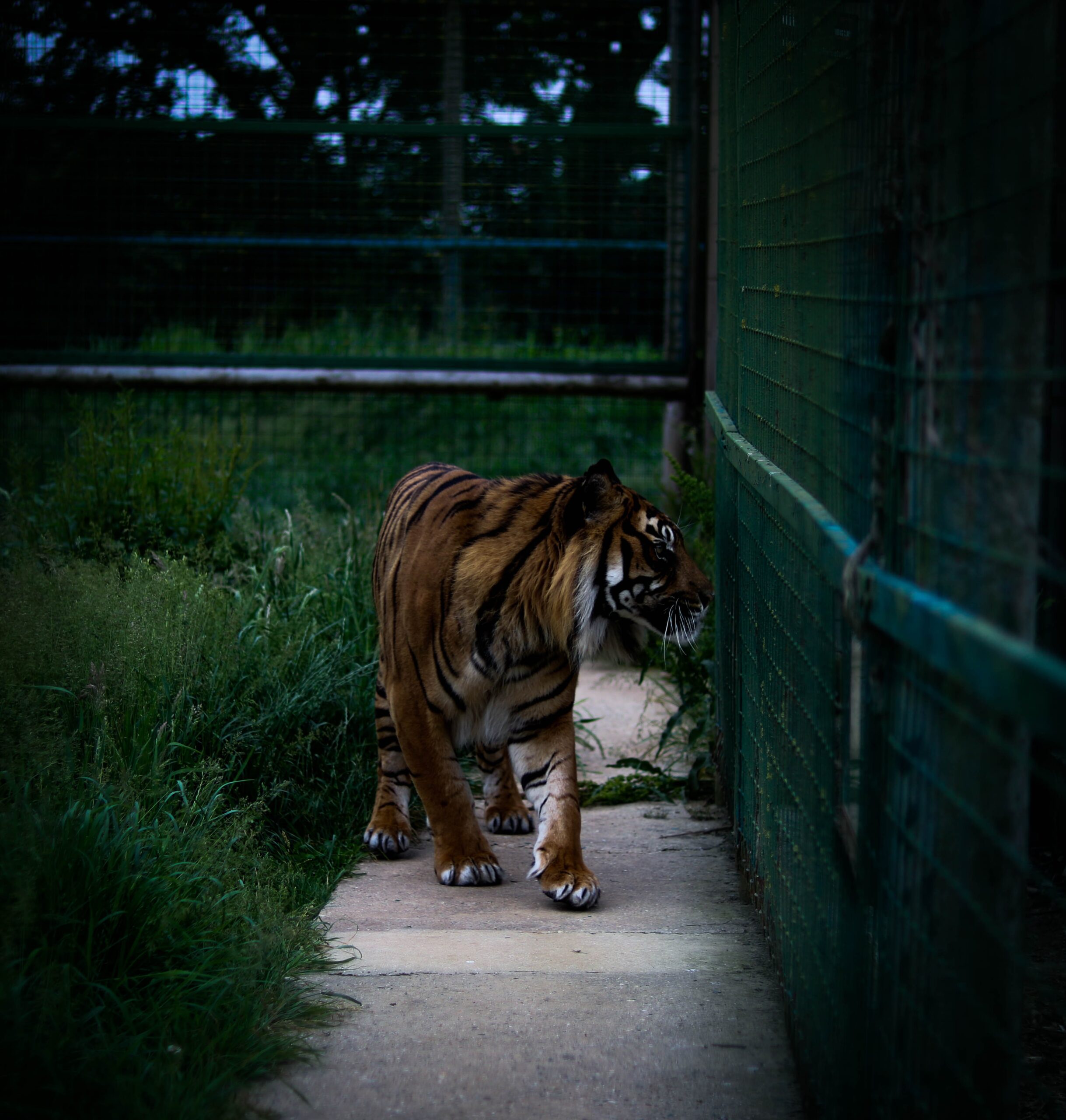 jamie-turner-Bengal Tiger pacing the cage-unsplash