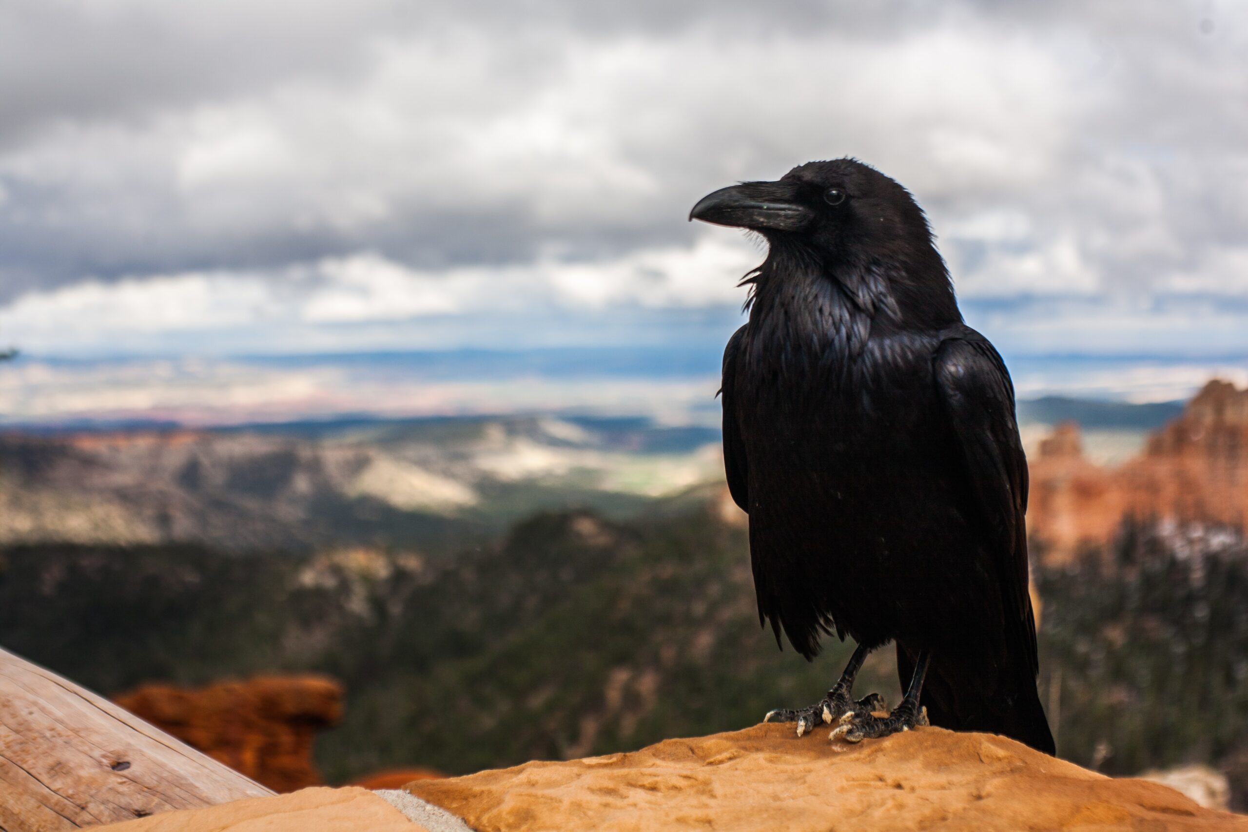 tyler-quiring-black crow profile in foreground with blurred dessert plateau landscape-unsplash tyler-quiring-black crow profile in foreground with blurred dessert plateau landscape-unsplash