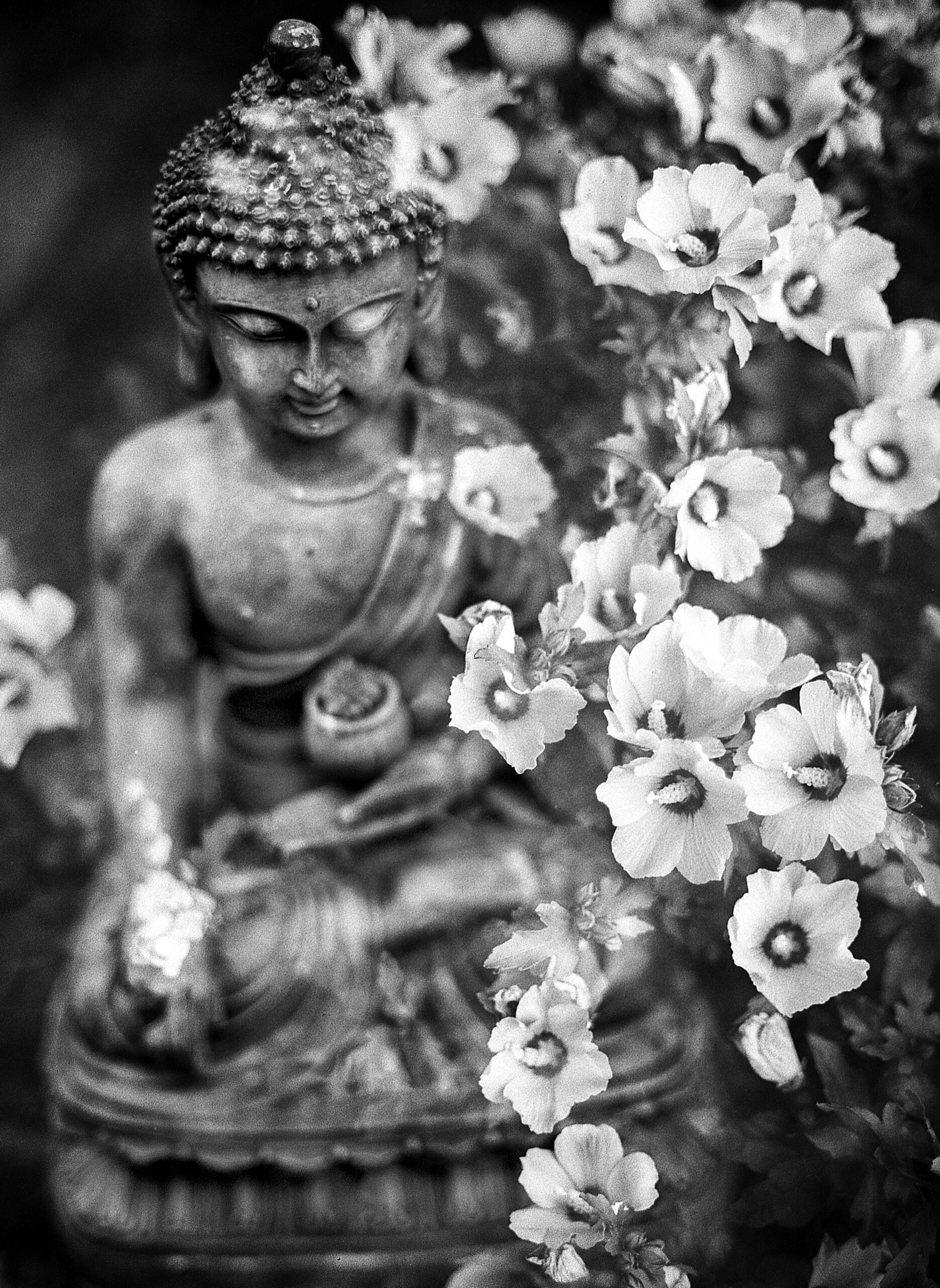 benjamin-balazs-Buddha statue graced by flowers -unsplash benjamin-balazs-Buddha statue graced by flowers -unsplash