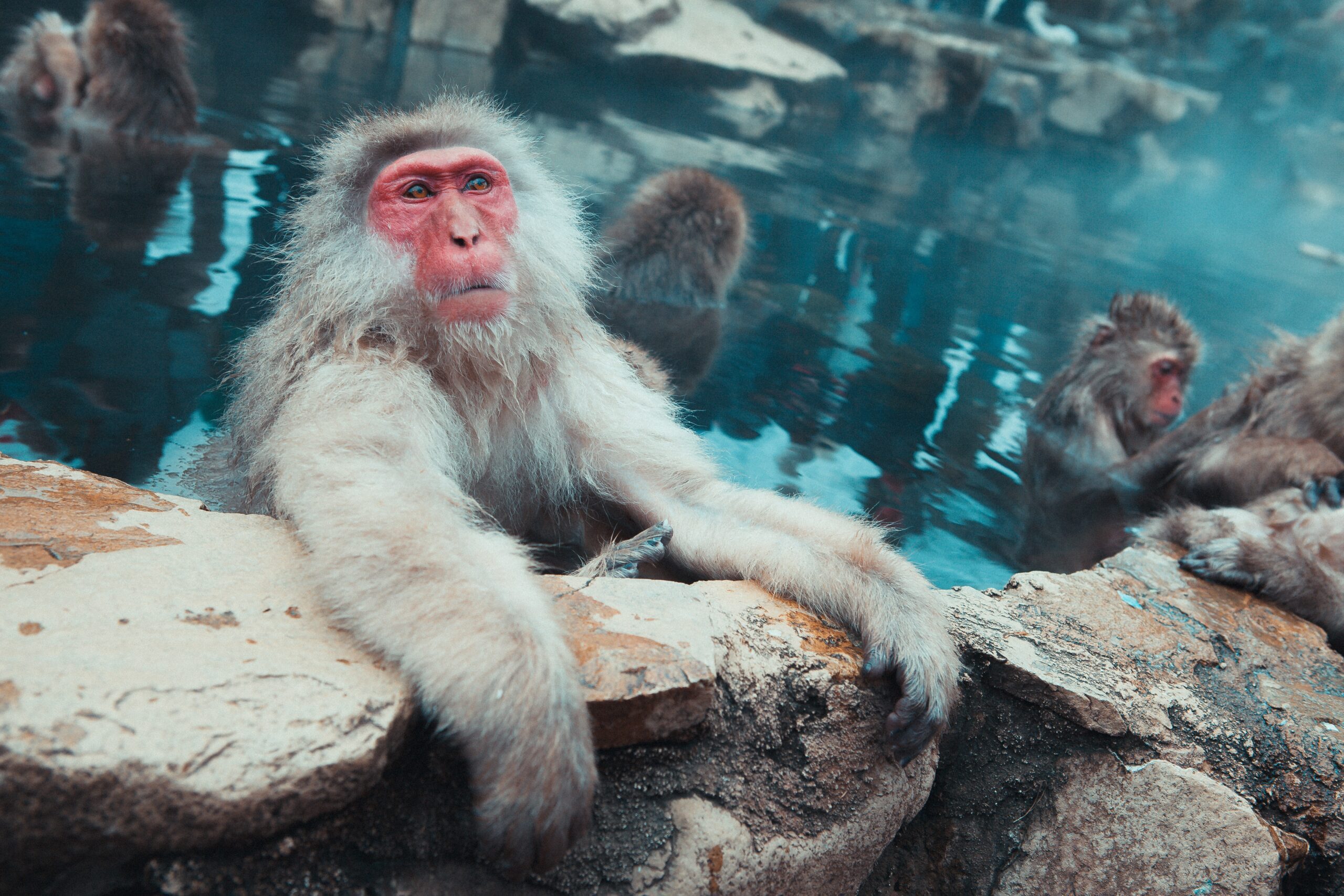 jonathan-forage-Monkey holding on with both hands around log-unsplash jonathan-forage-Monkey holding on with both hands around log-unsplash