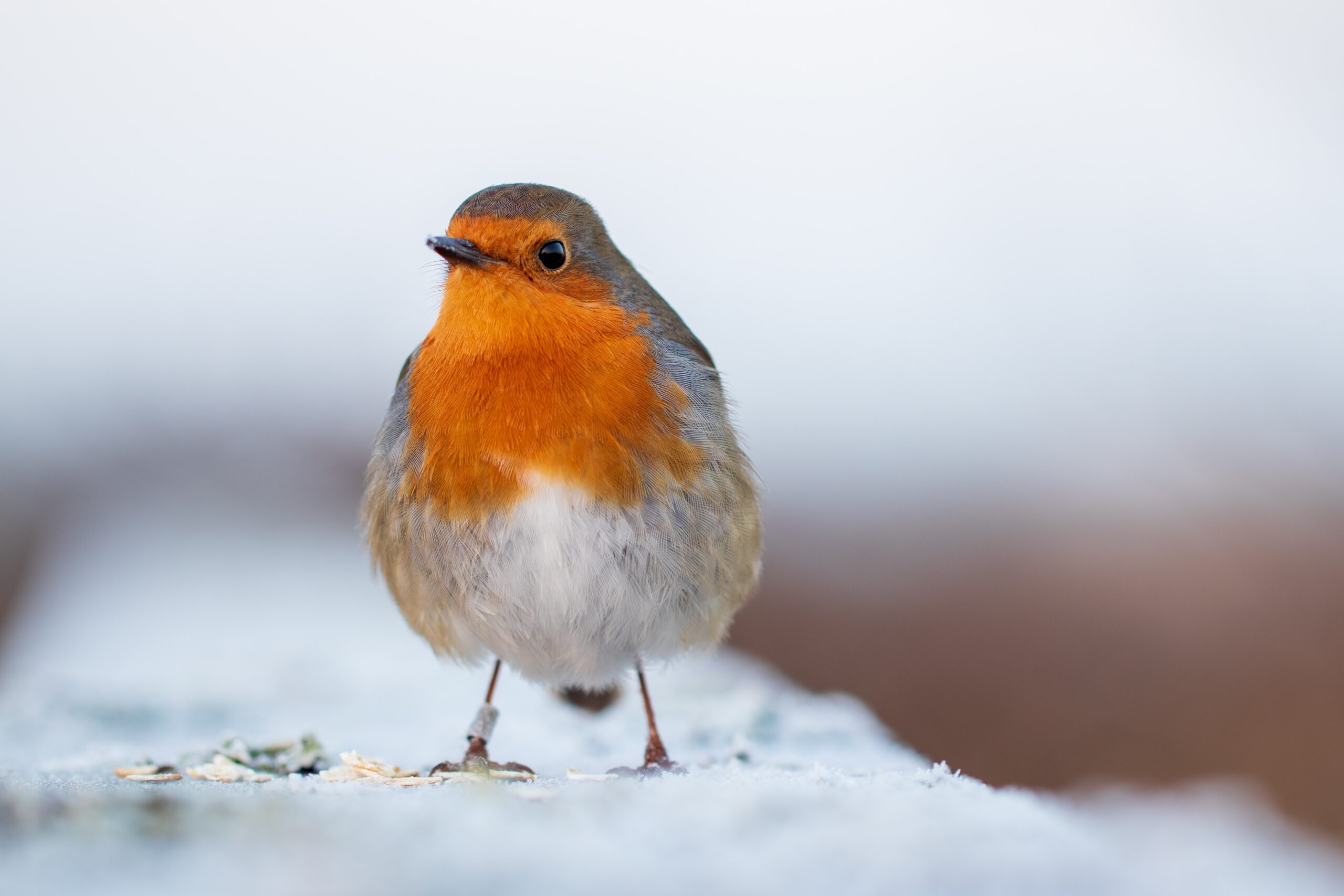 pete-godfrey-Orange breasted bird full chested_o-unsplash
