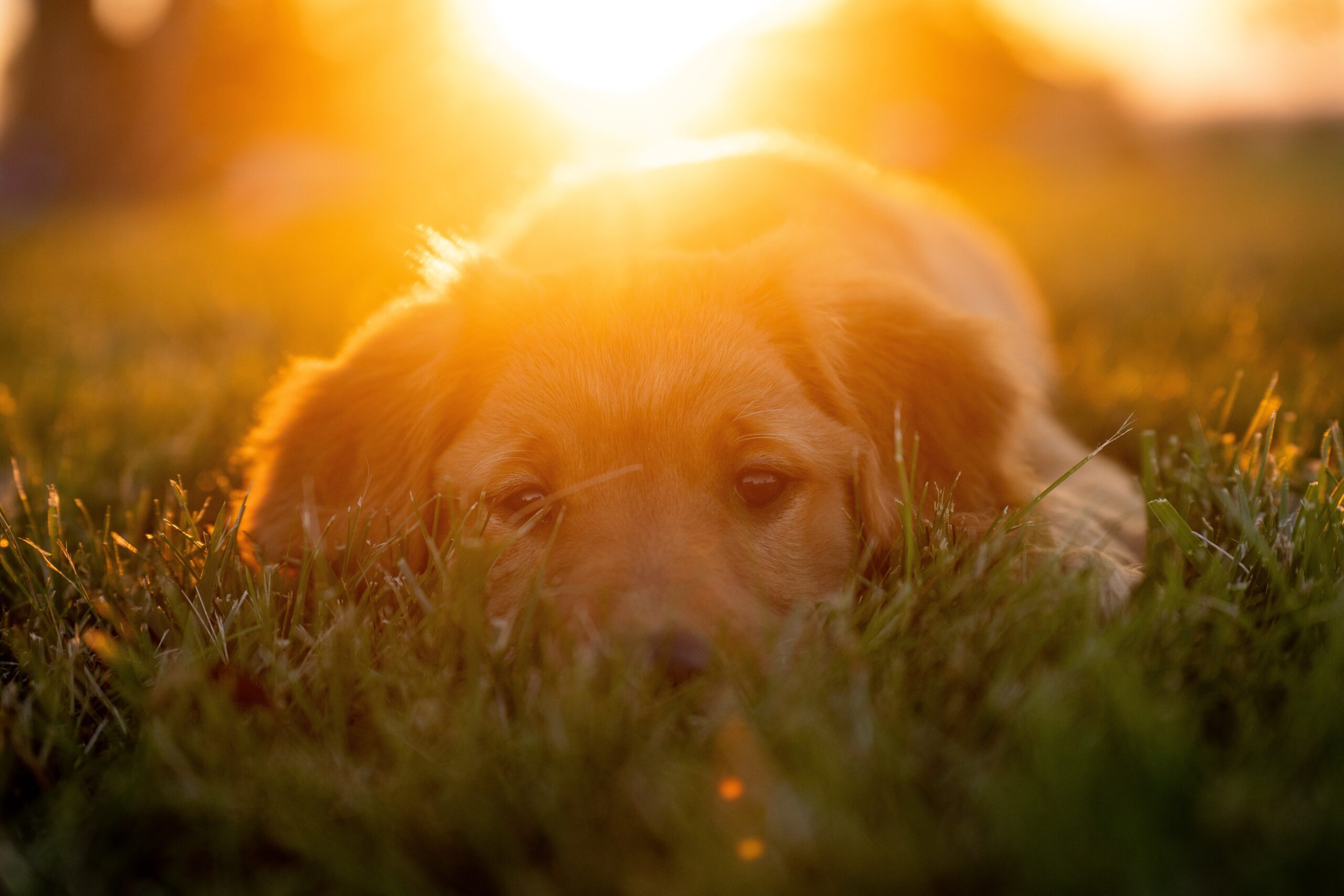 tim-umphreys-Golden lab lying in the summer grass with sun setting behind-beautiful brown eyes-E-unsplash