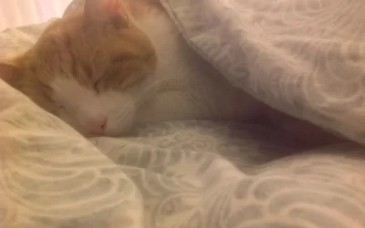 Benefits of a good night’s sleep