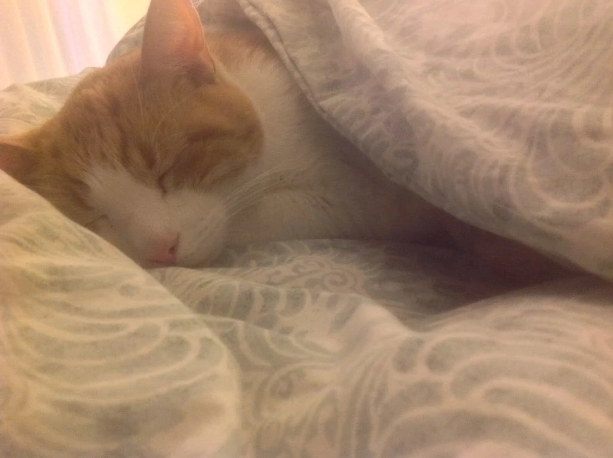 Jethro Asleep