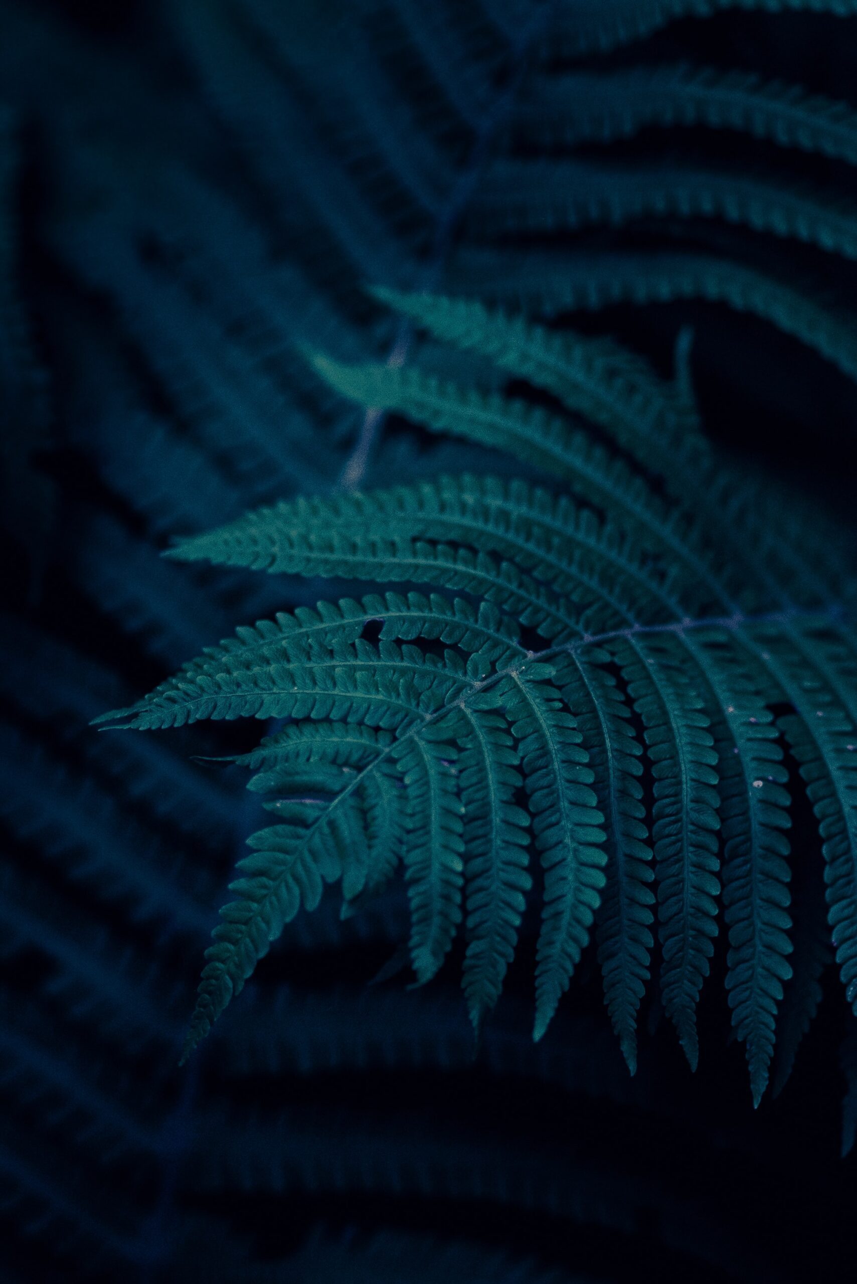 yoksel-zok-Fern fronds under blue light filter shadow and light-unsplash