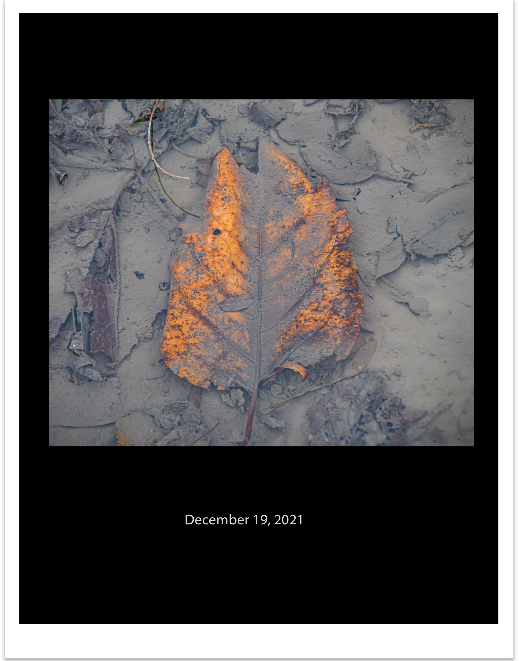 Leaf image on grey surface on black mat