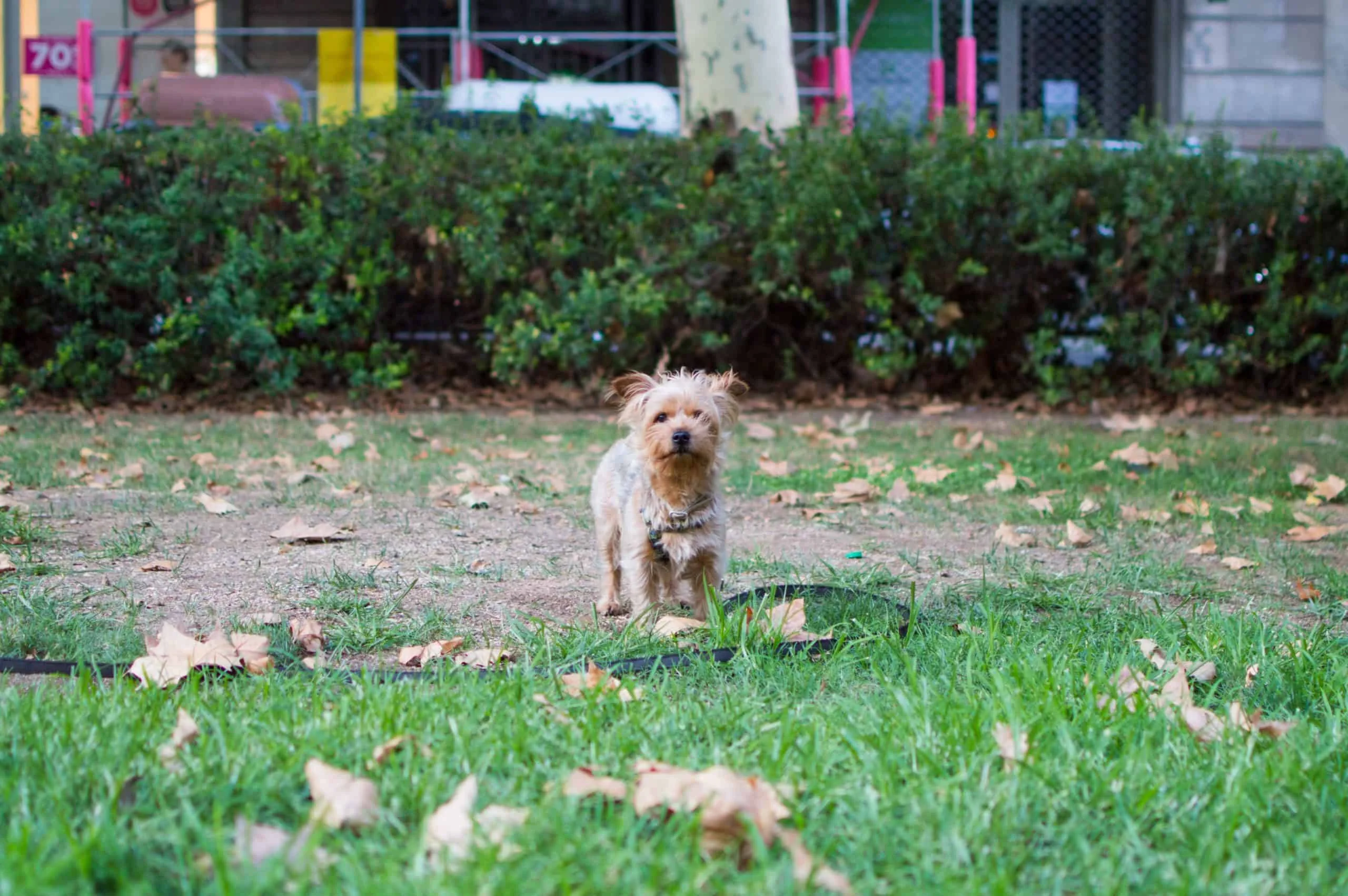 christopher-carson-cute terrier in large yard-unsplash-scaled