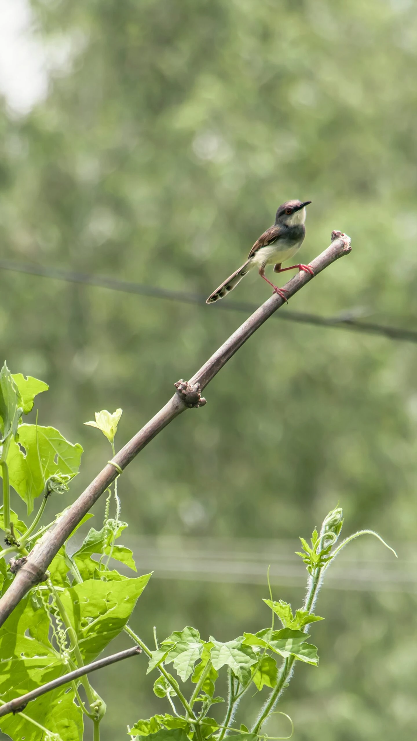 ghana-shyam-khadka-bird-on-the-tip-of-a-extended-branch-unsplash-scaled-1.webp
