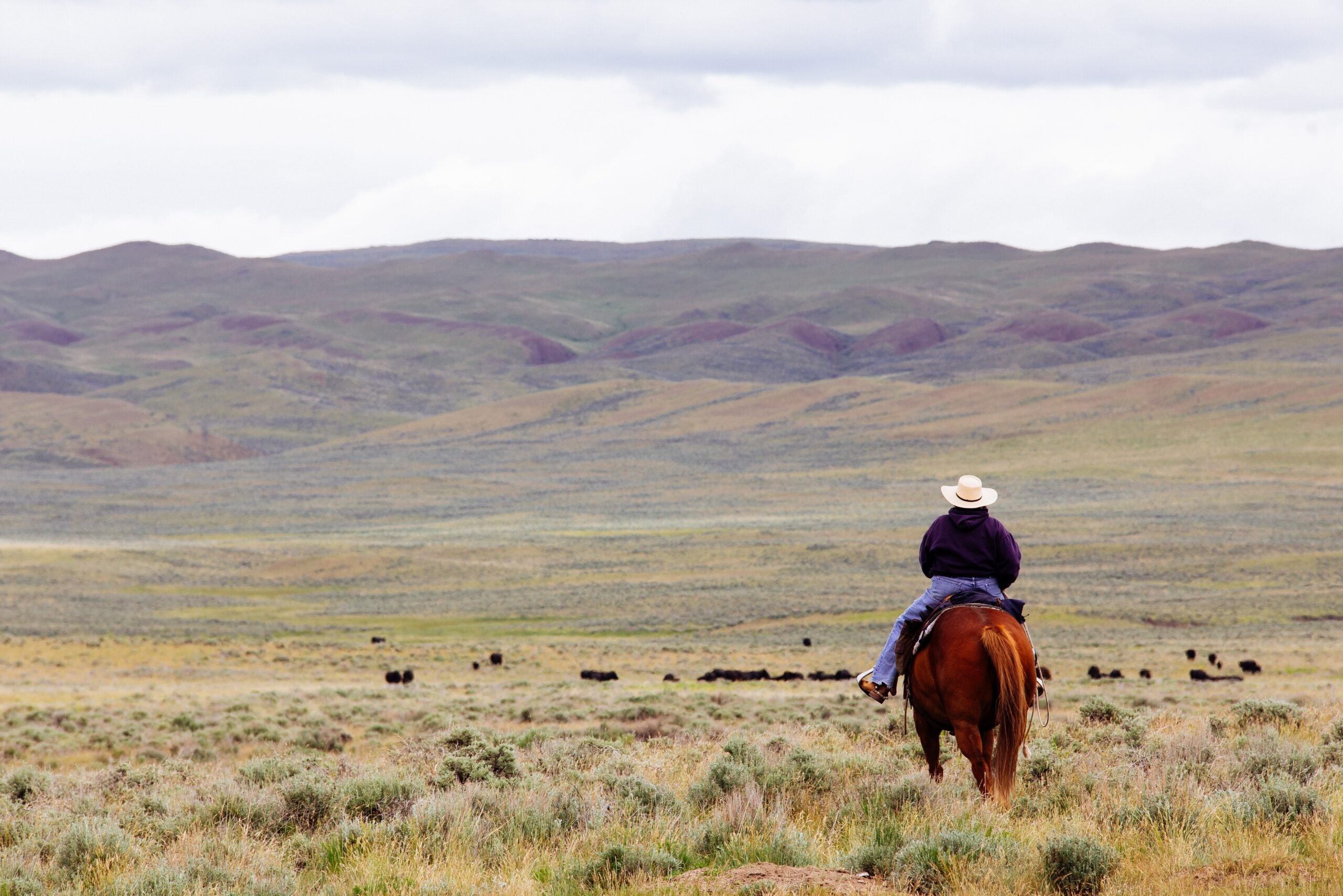 john-kakuk- Downloads 3,104 Montana, USA Published on February 23, 2019 Canon, EOS 6D Free to use under the Unsplash License A rancher rides out to collect some cows in rural Montana.-unsplash john-kakuk- Downloads 3,104 Montana, USA Published on February 23, 2019 Canon, EOS 6D Free to use under the Unsplash License A rancher rides out to collect some cows in rural Montana.-unsplash
