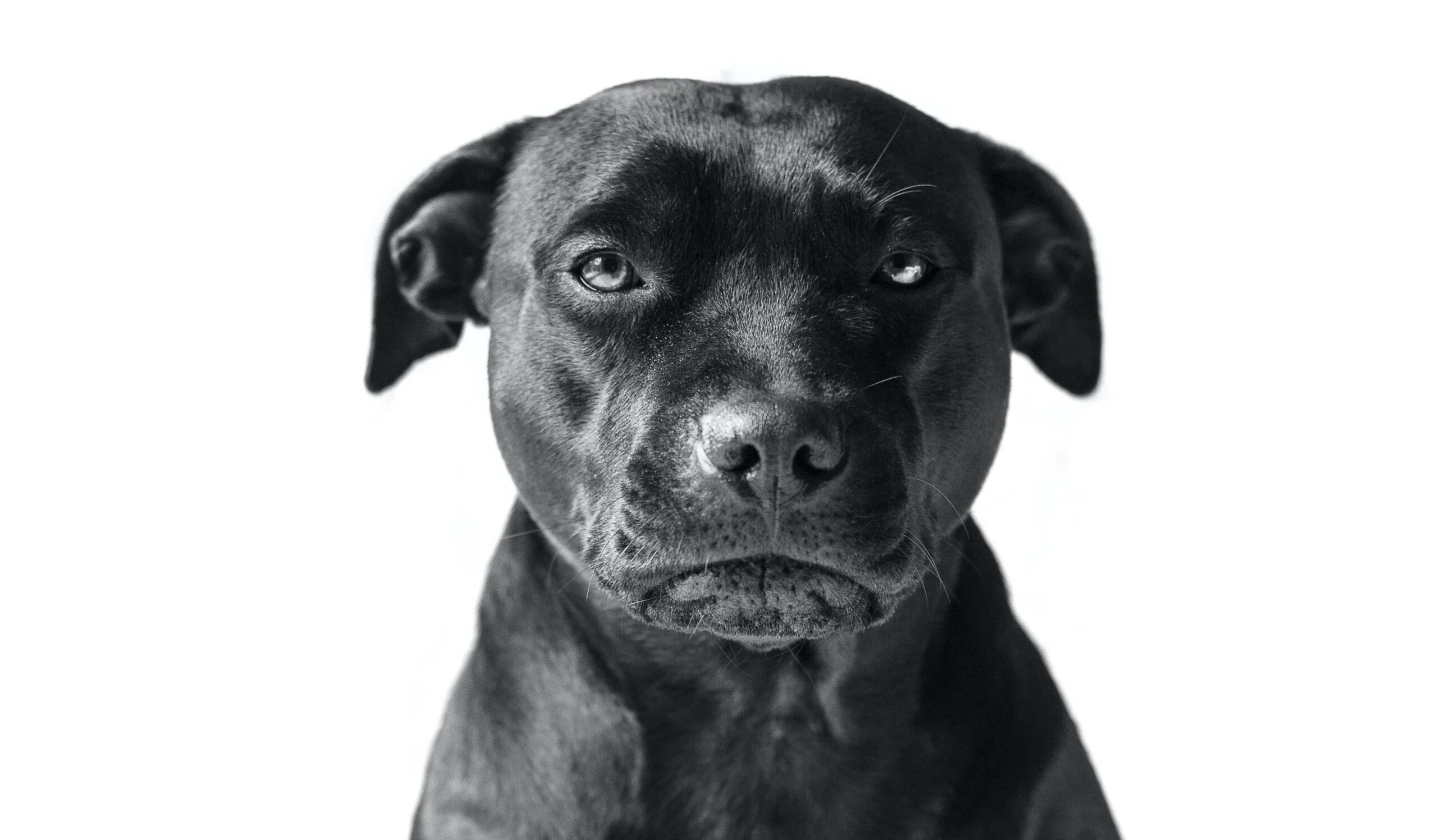 victor-grabarczyk-black dog-unsplash-scaled Webp