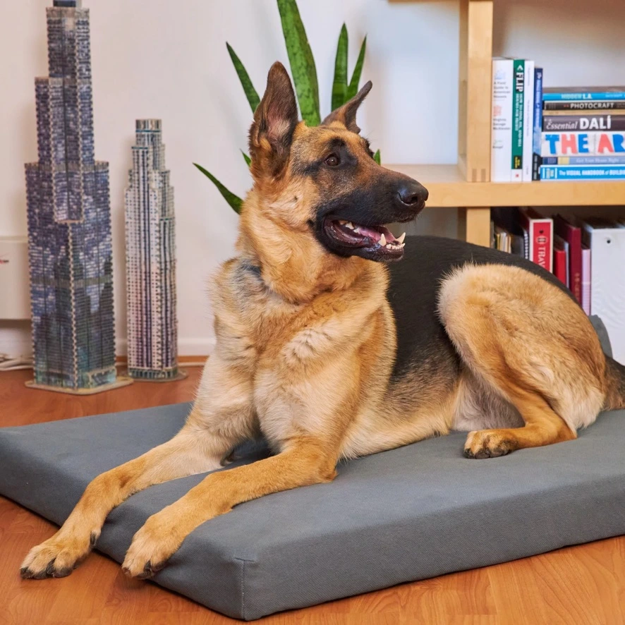 Dog Bed from Avocado Mattress